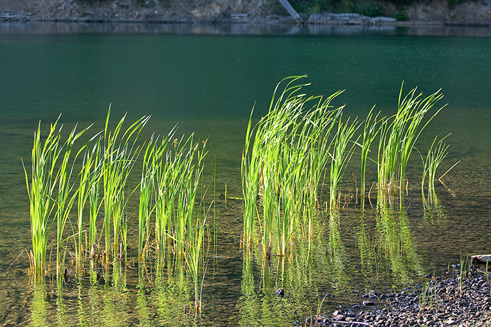 Water Grass